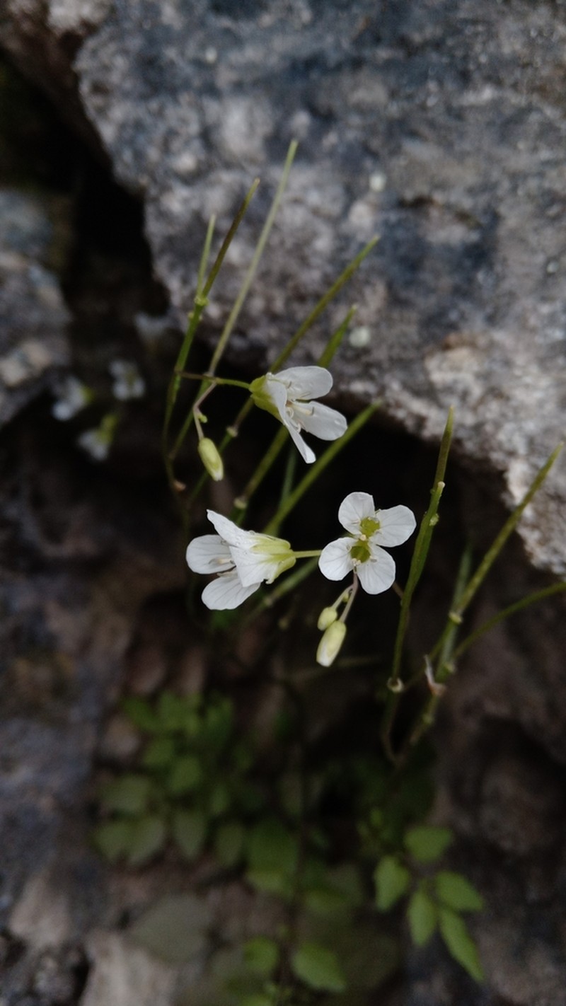 Cardamine auriculata