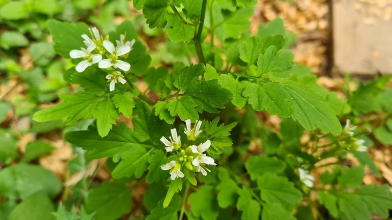 Cardamine auriculata photo 2