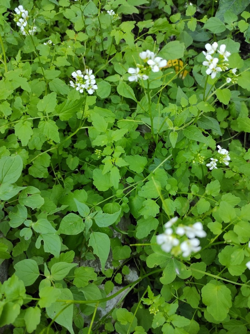 Cardamine auriculata photo 3