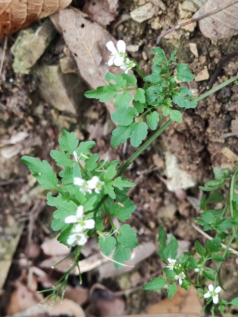 Cardamine auriculata photo 4