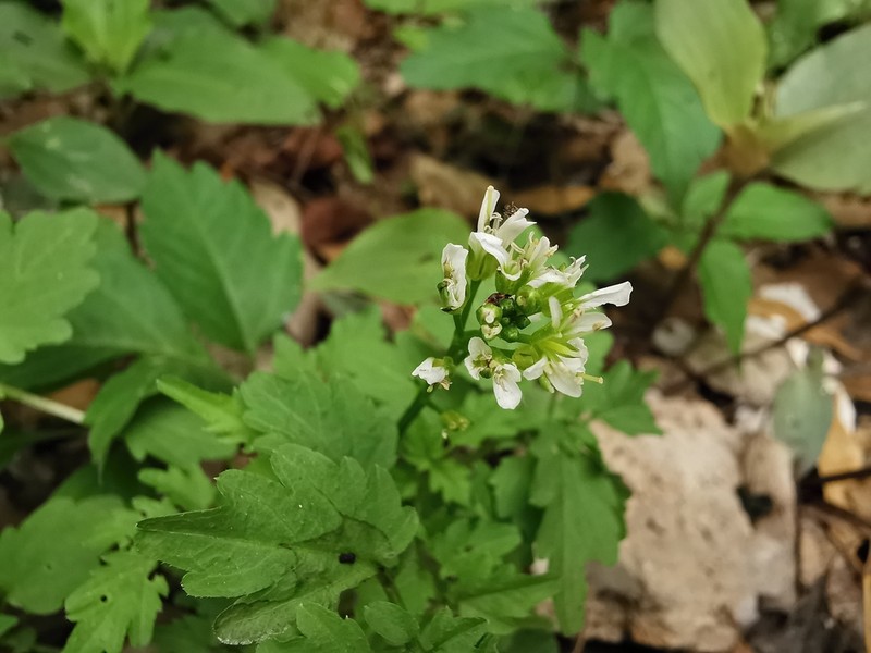 Cardamine auriculata photo 5