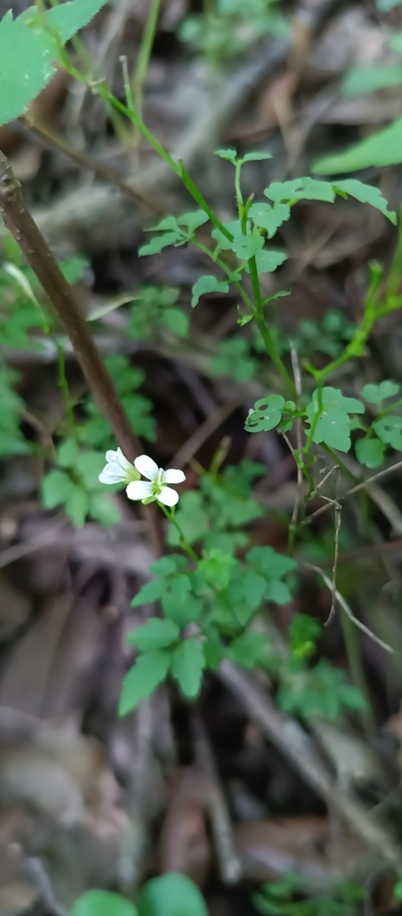 Cardamine auriculata photo 6