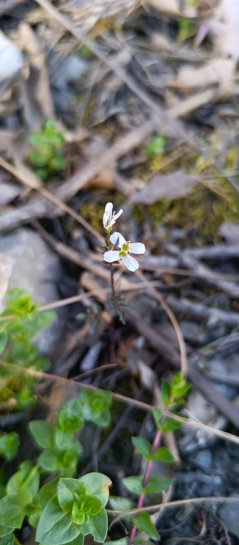 Cardamine auriculata photo 7