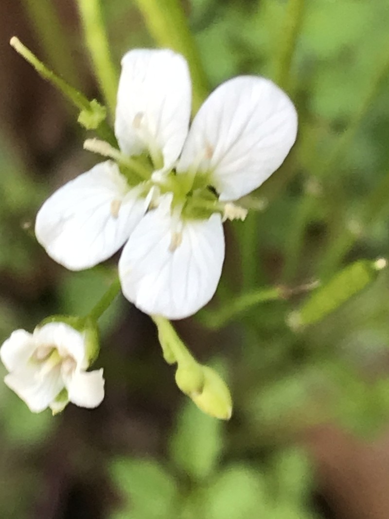 Cardamine auriculata photo 8
