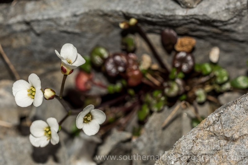 Cardamine basicola