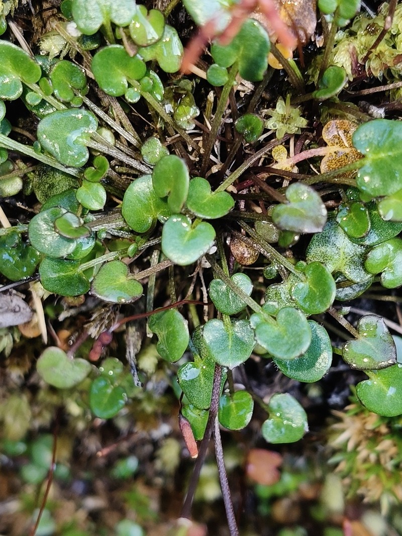 Cardamine basicola photo 2