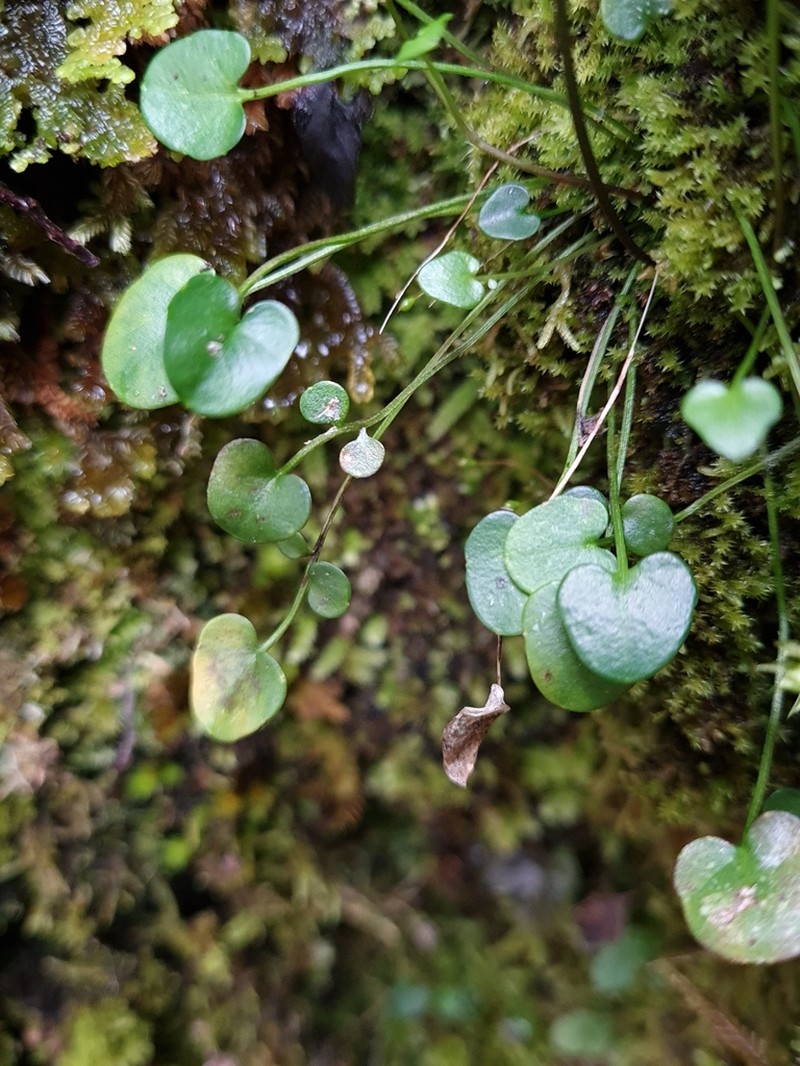 Cardamine basicola photo 3