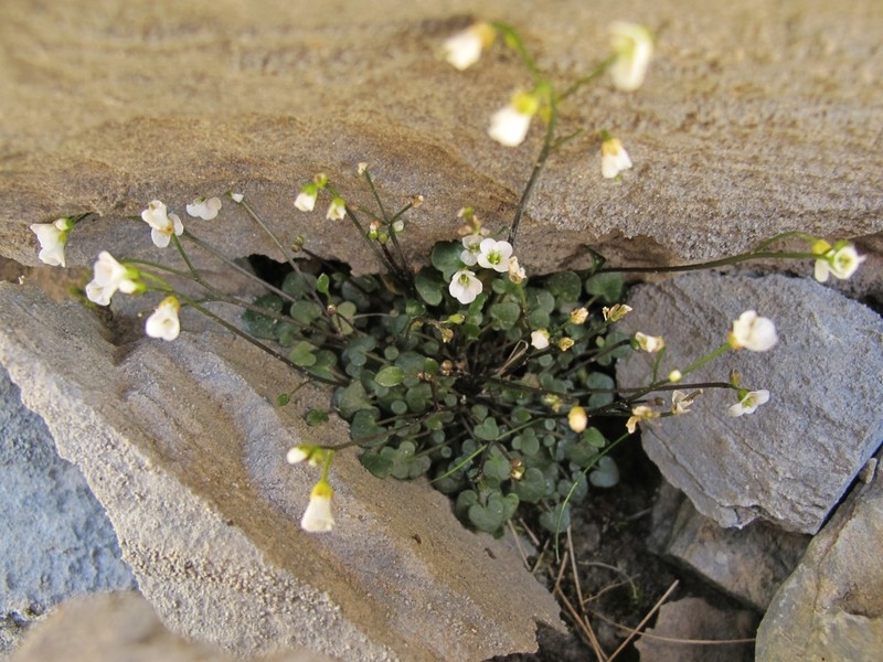 Cardamine basicola photo 4