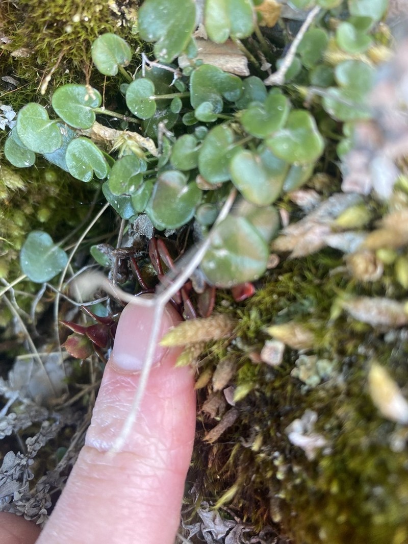 Cardamine basicola photo 5