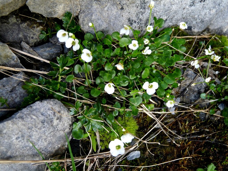Cardamine basicola photo 6