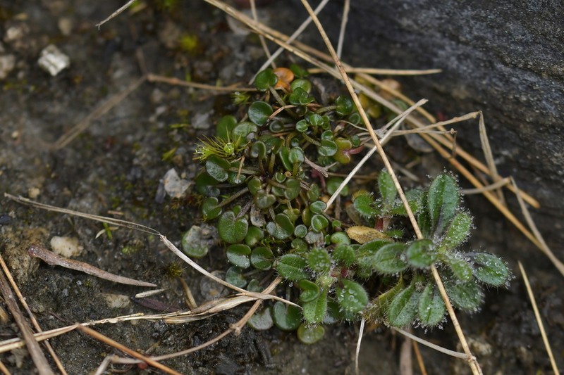 Cardamine basicola photo 7