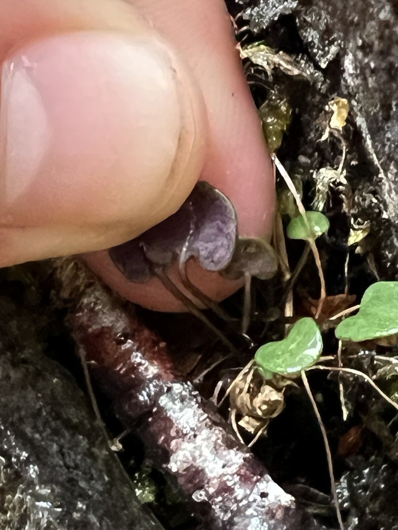 Cardamine basicola photo 8