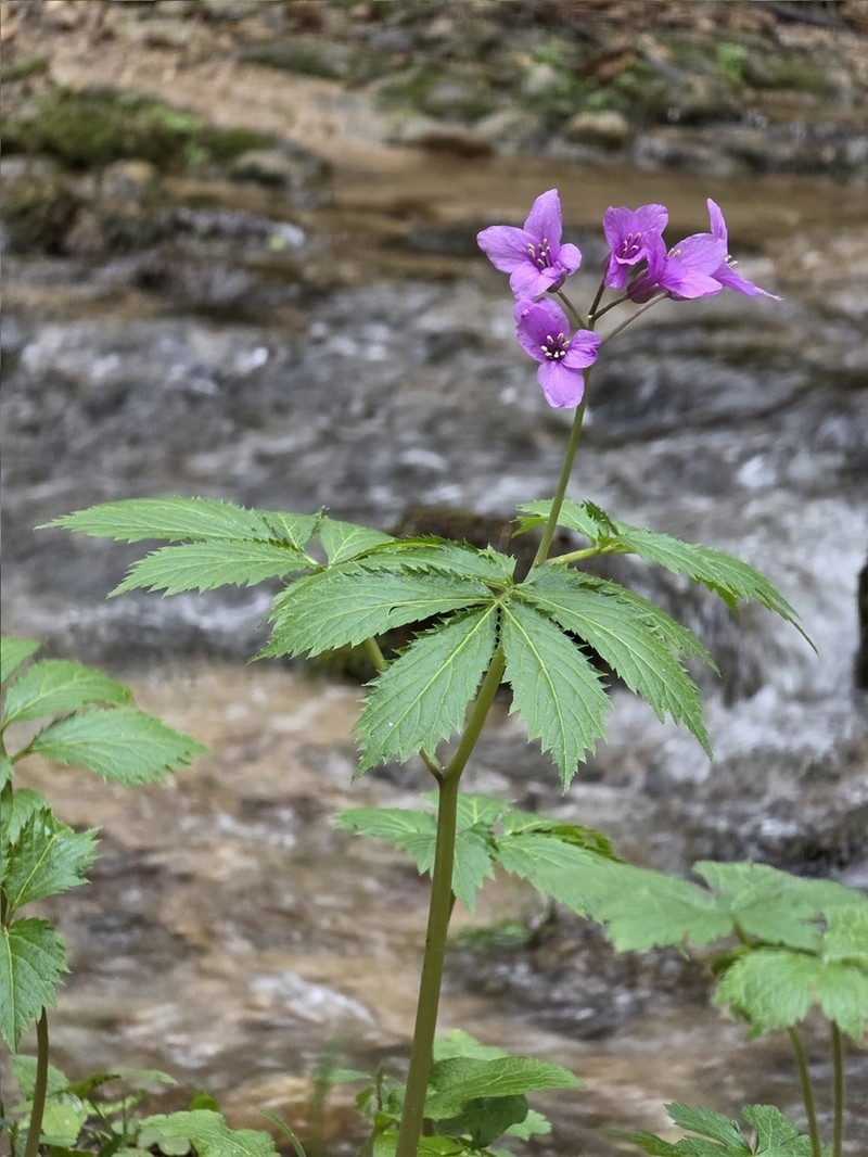 Cardamine battagliae
