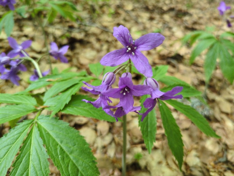 Cardamine battagliae photo 3