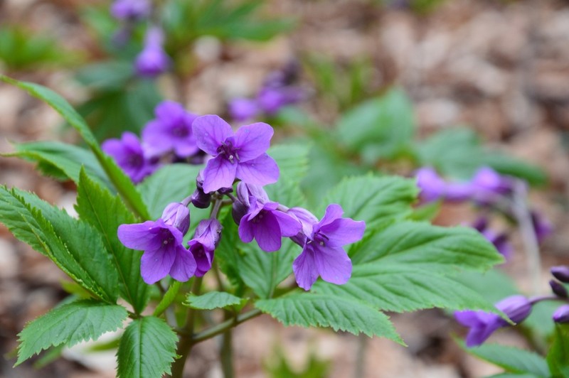 Cardamine battagliae photo 4
