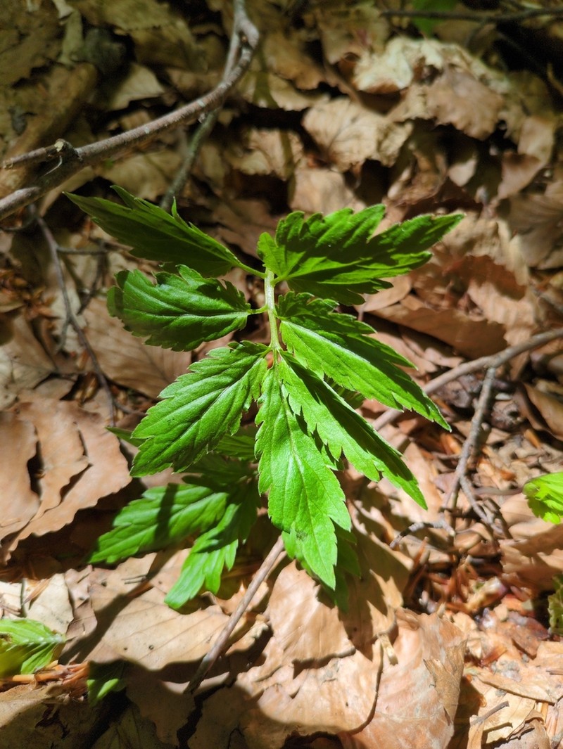 Cardamine battagliae photo 5