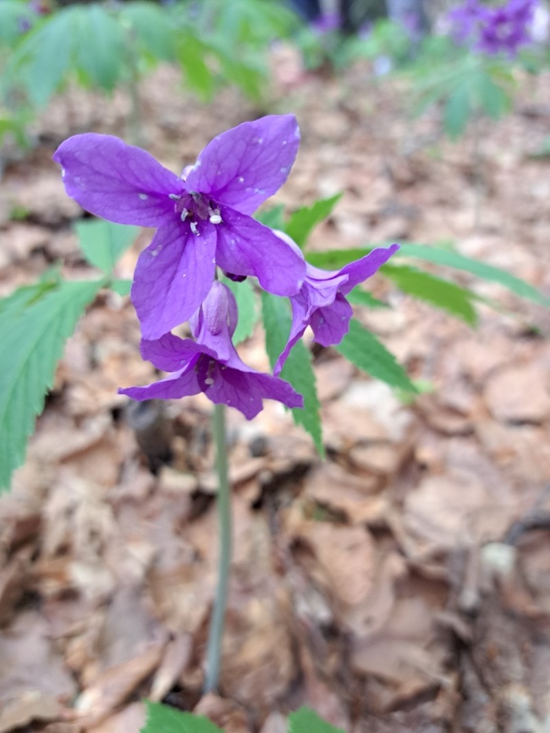 Cardamine battagliae photo 6