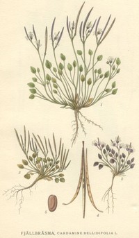 Alpine Bittercress