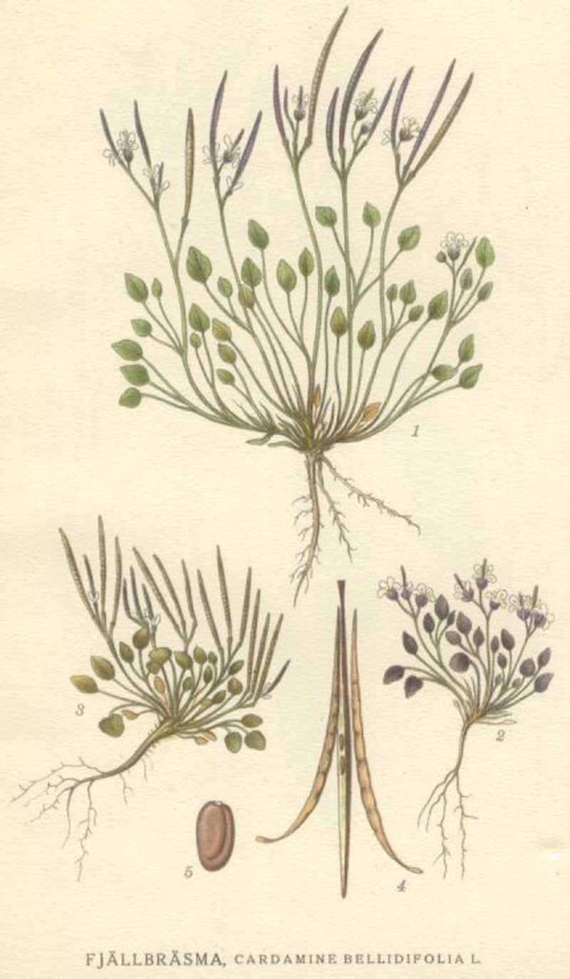 Alpine Bittercress
