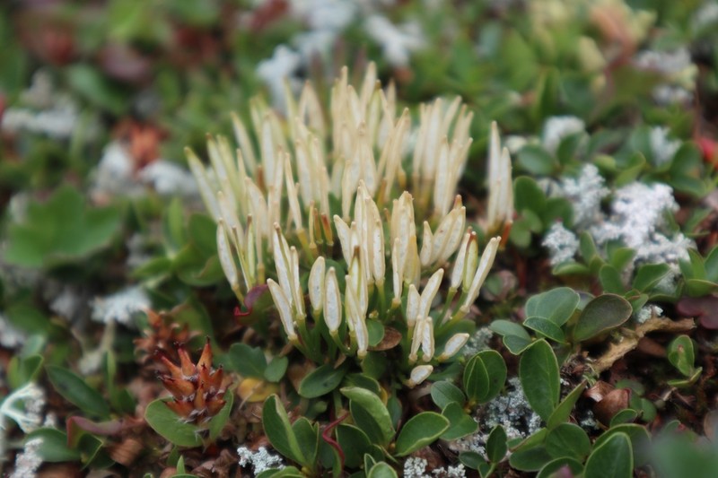 Alpine Bittercress photo 2