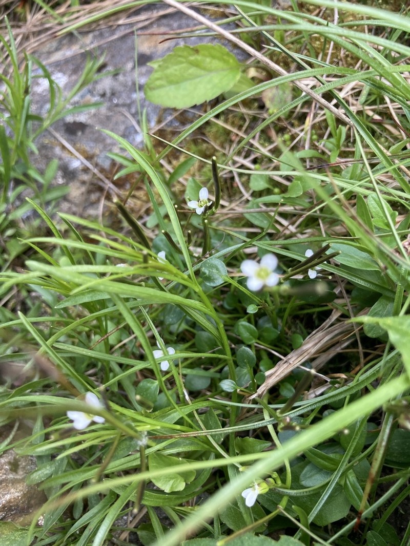 Alpine Bittercress photo 3