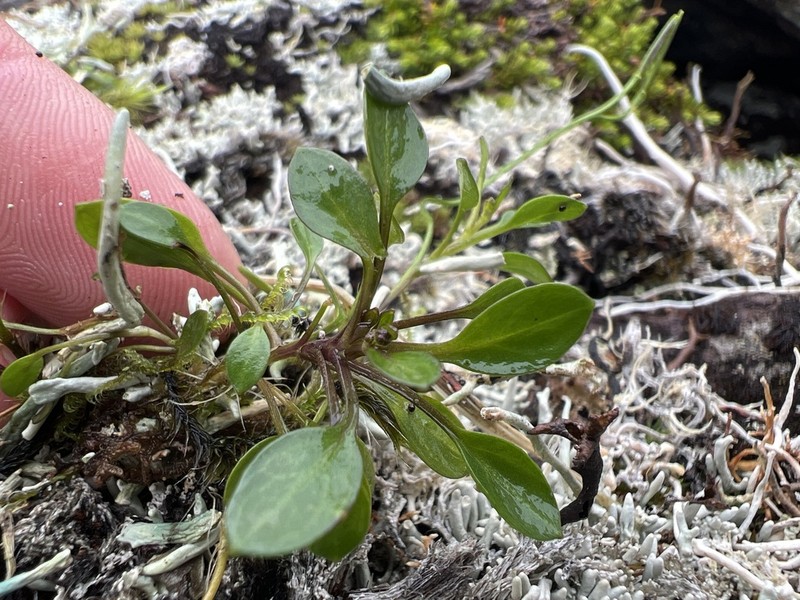 Alpine Bittercress photo 4