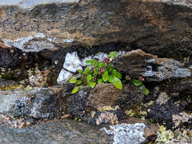 Alpine Bittercress photo 5