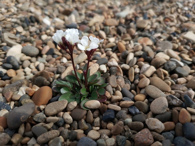 Alpine Bittercress photo 7