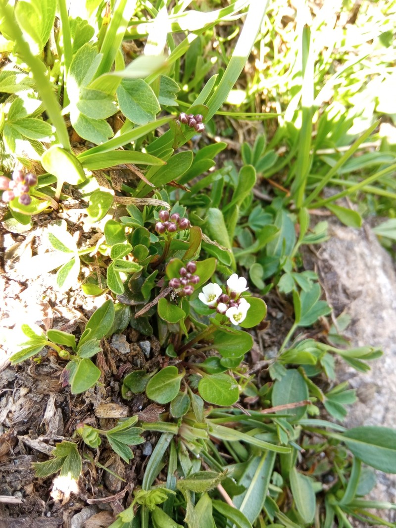 Cardamine bellidifolia subsp. alpina