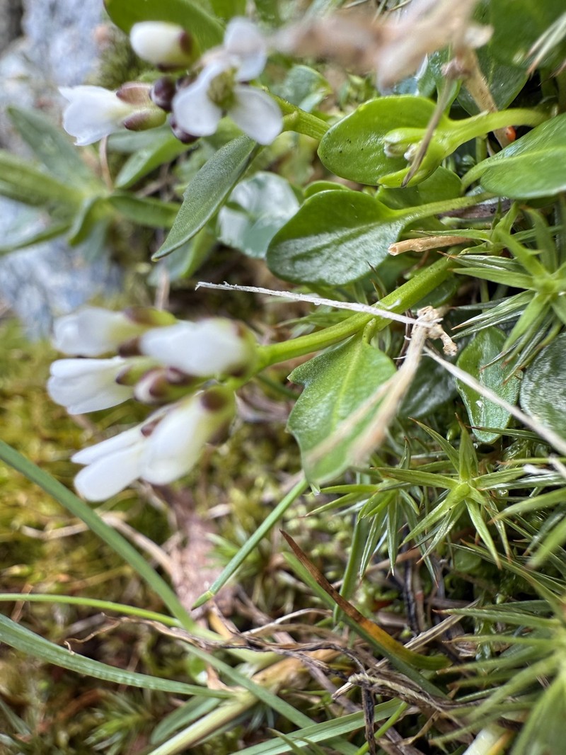 Cardamine bellidifolia subsp. alpina photo 2