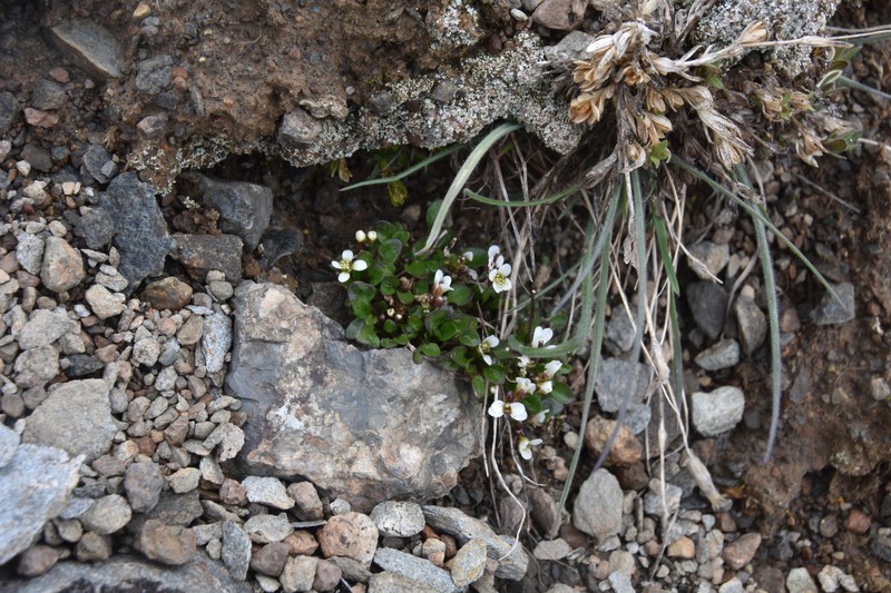 Cardamine bellidifolia subsp. bellidifolia