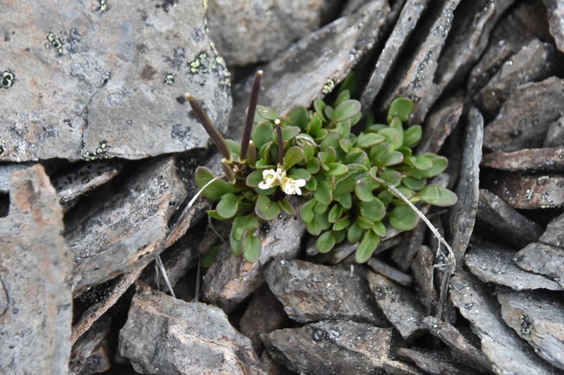 Cardamine bellidifolia subsp. bellidifolia photo 2