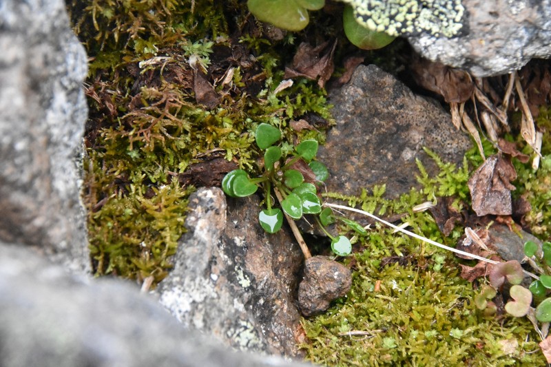 Cardamine bellidifolia subsp. bellidifolia photo 3