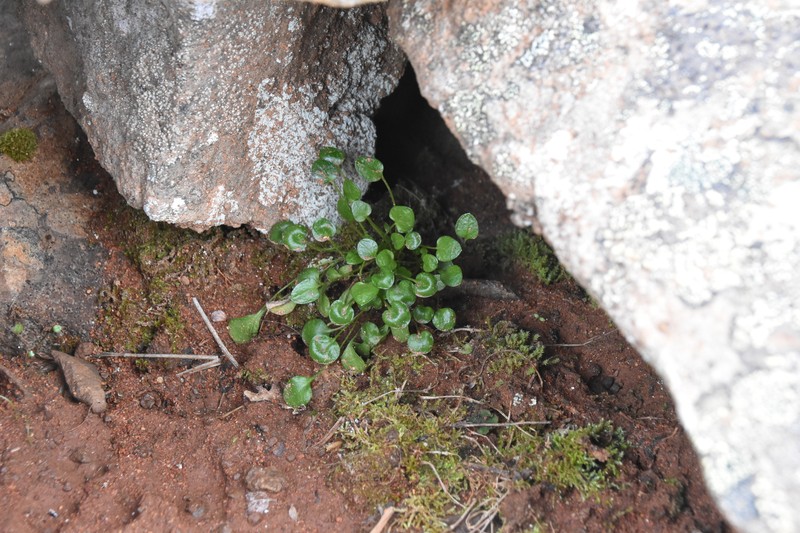Cardamine bellidifolia subsp. bellidifolia photo 4