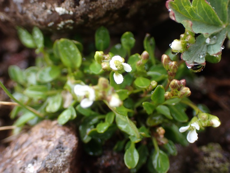 Cardamine bellidifolia subsp. bellidifolia photo 5
