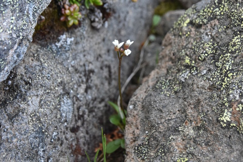 Cardamine bellidifolia subsp. bellidifolia photo 6