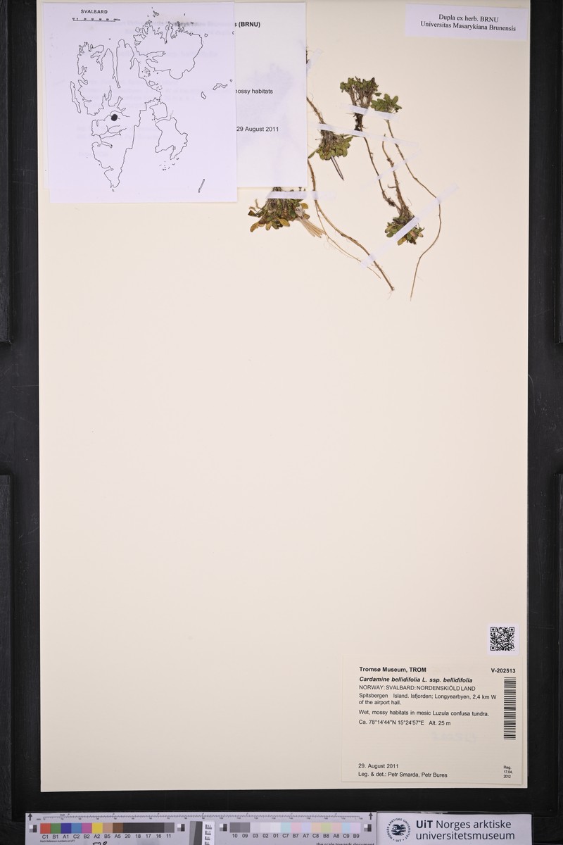 Cardamine bellidifolia subsp. bellidifolia photo 7