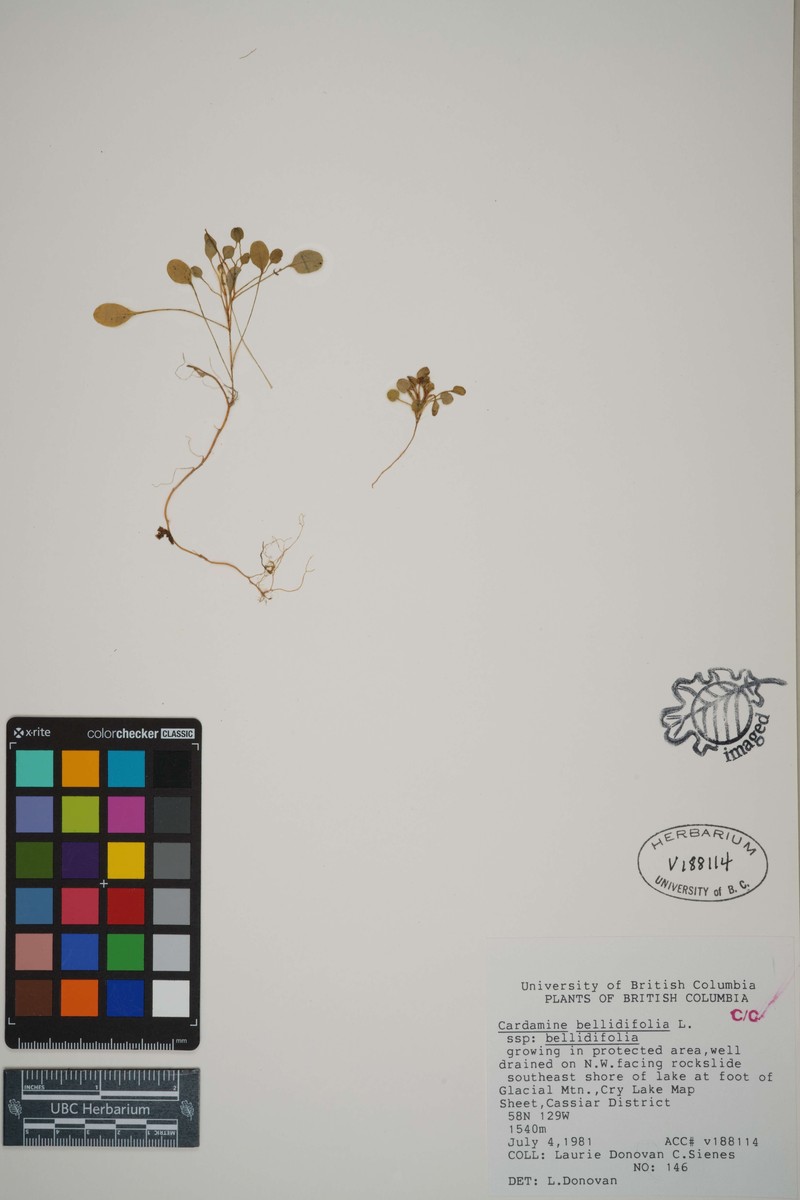 Cardamine bellidifolia subsp. bellidifolia photo 8