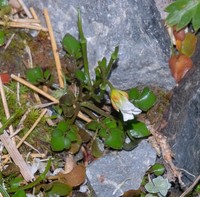Cardamine bilobata