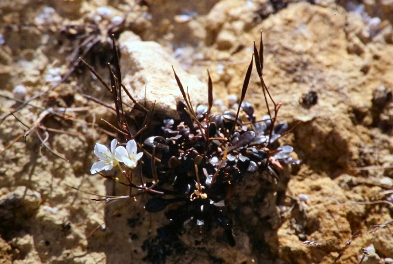 Cardamine bilobata photo 3
