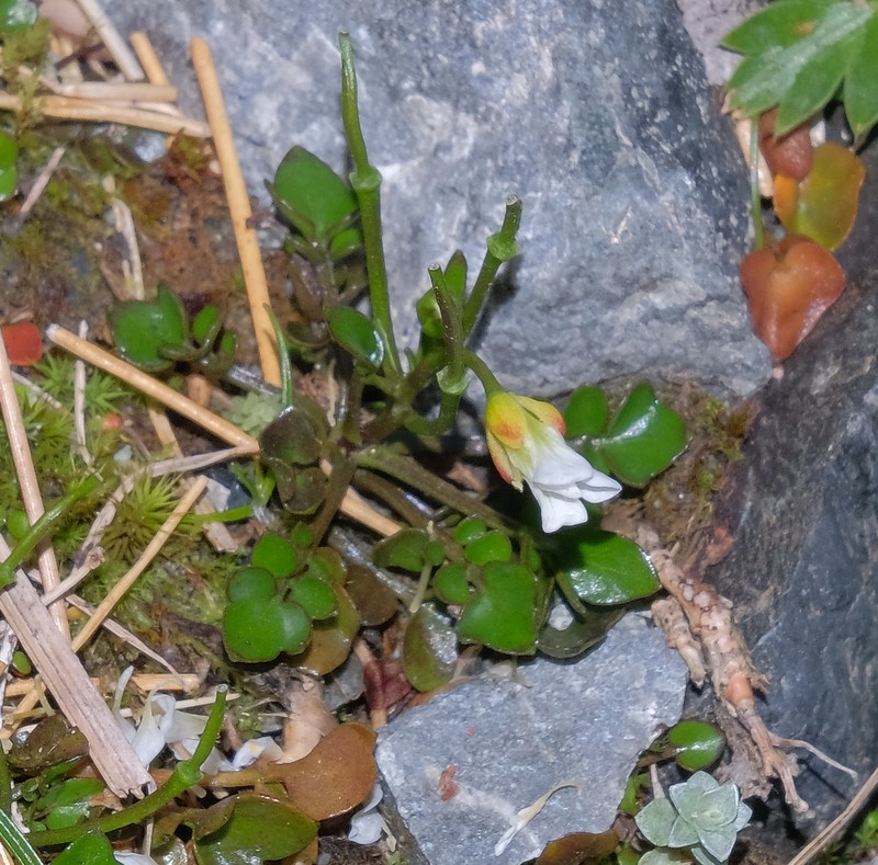 Cardamine bilobata photo 5
