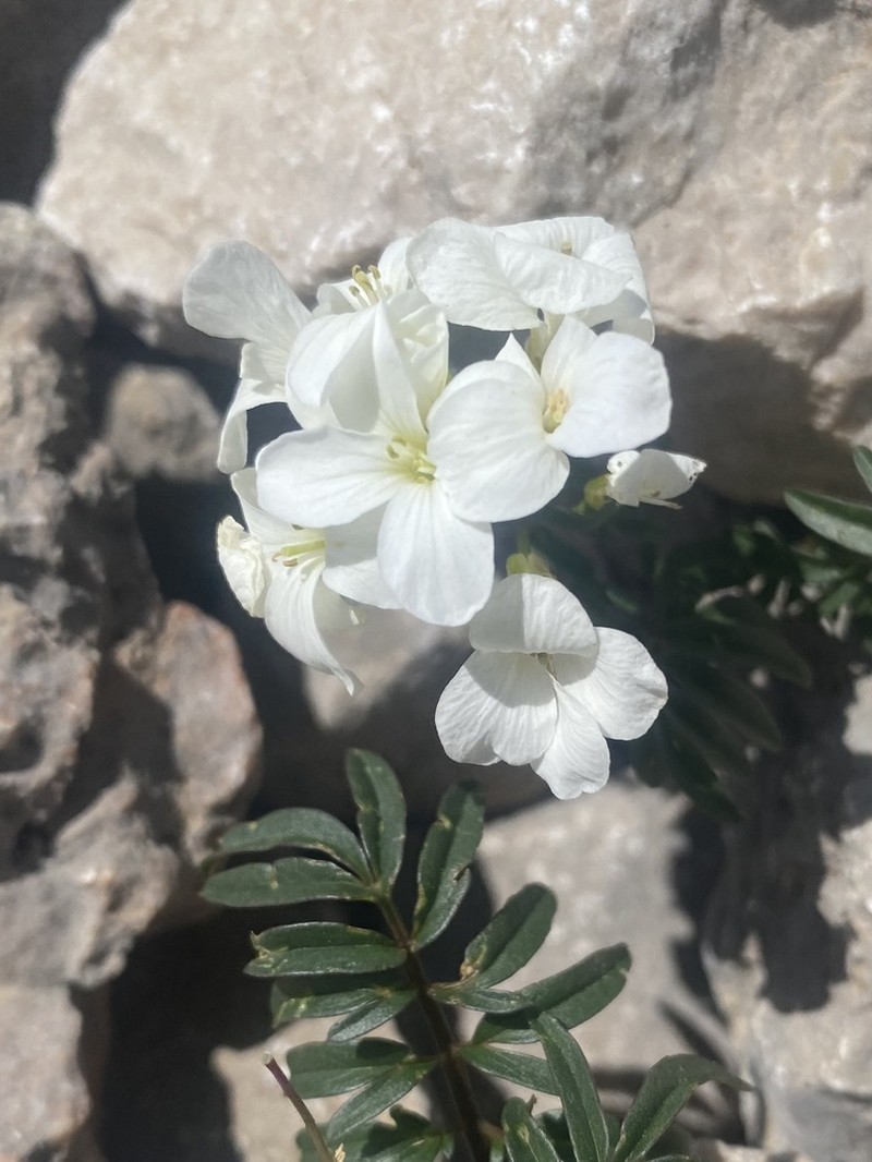 Cardamine bipinnata