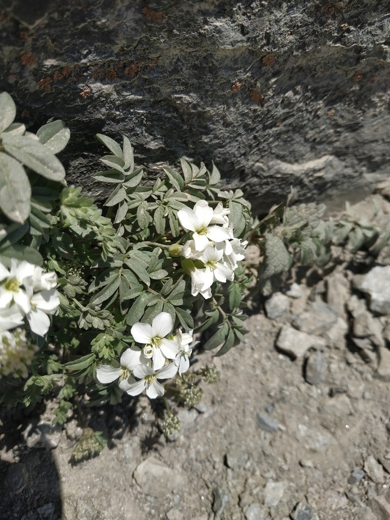 Cardamine bipinnata photo 2