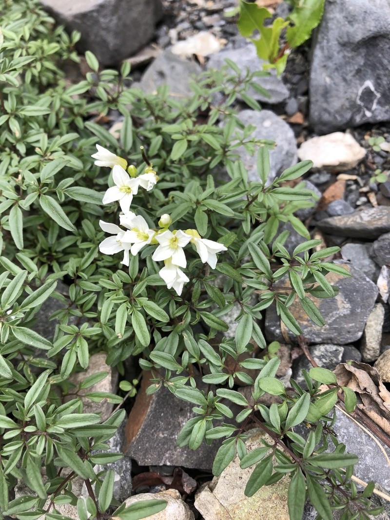 Cardamine bipinnata photo 3