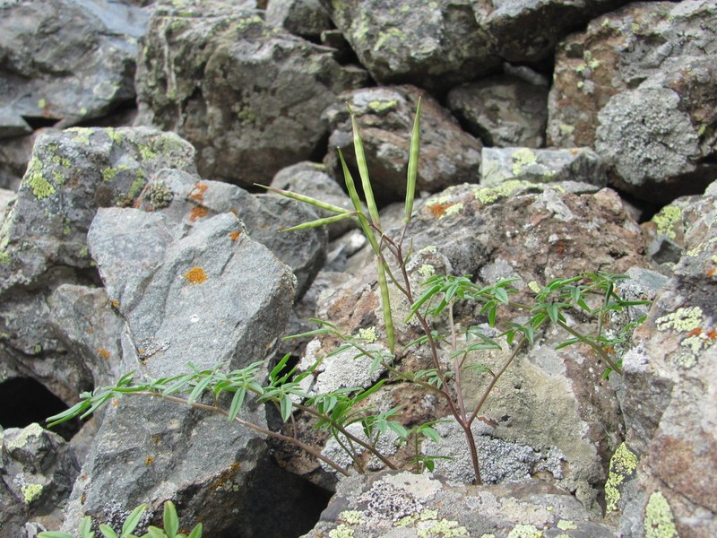 Cardamine bipinnata photo 4