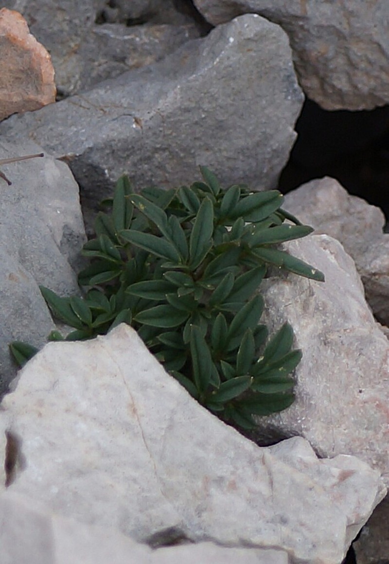 Cardamine bipinnata photo 5
