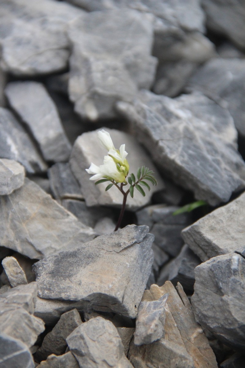 Cardamine bipinnata photo 6