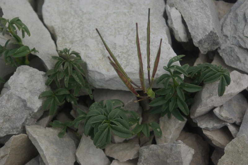 Cardamine bipinnata photo 8