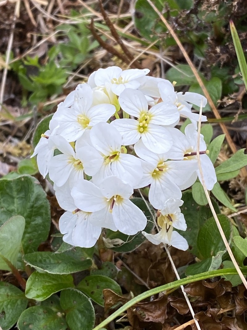 Cardamine blaisdellii