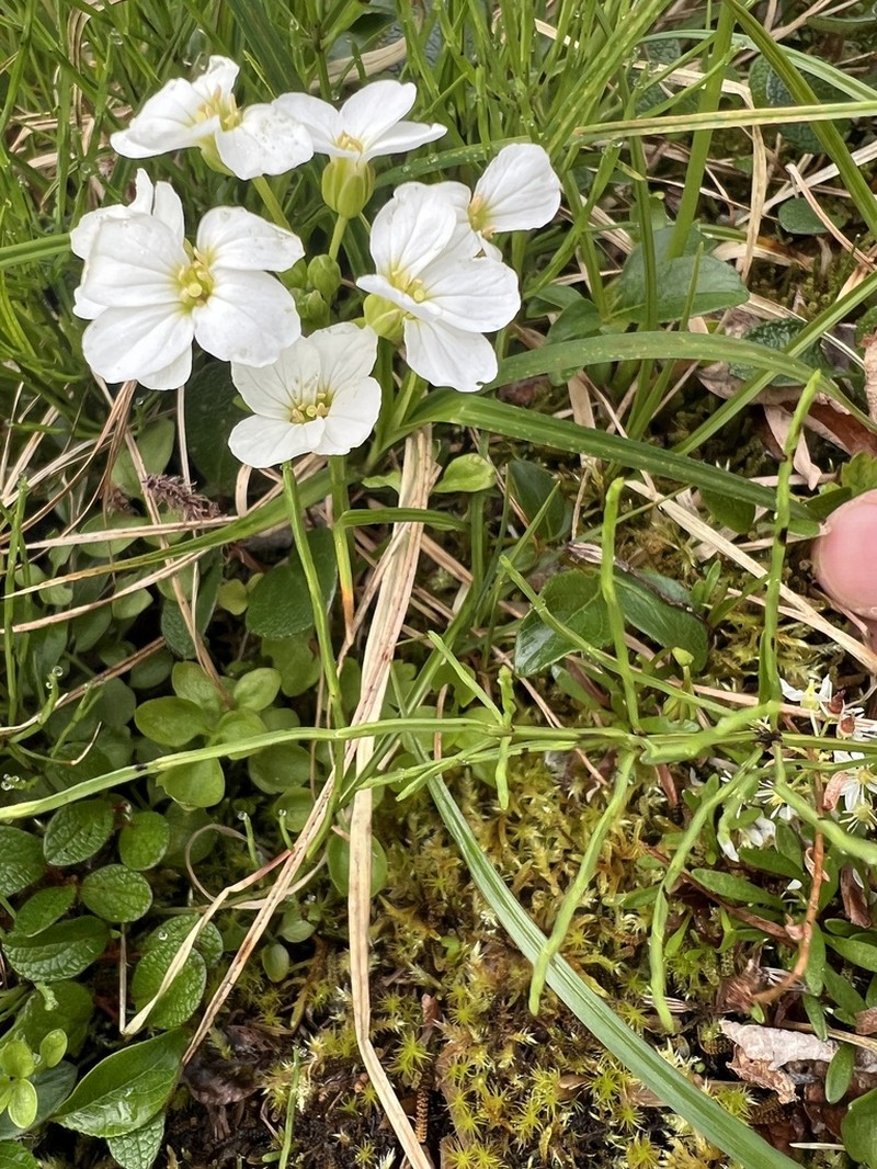Cardamine blaisdellii photo 3